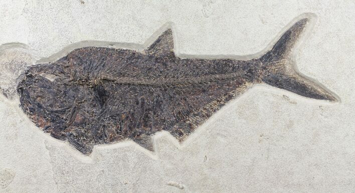 Huge, Diplomystus Fish Fossil - Wyoming #60982